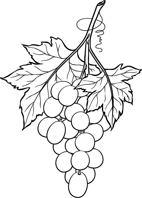 grapes and vine leaves